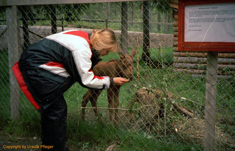 Motorradreisen Nordkap - Bild 19